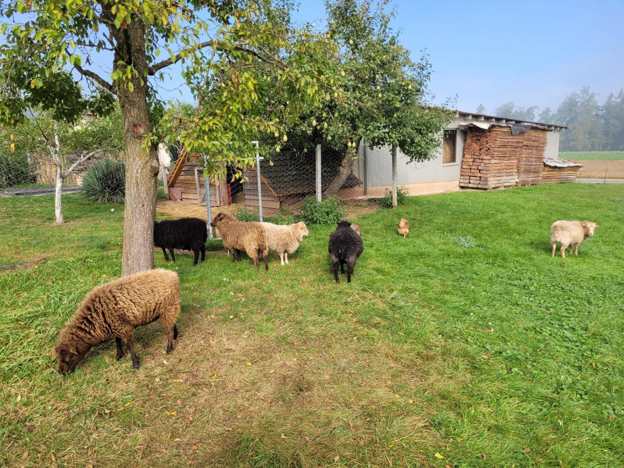 Ferienwohnung Wiesenhof Neuhof an der Zenn Luaran gambar